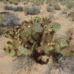 Opuntia curvospina, Yucca, AZ, Hayes Jackson