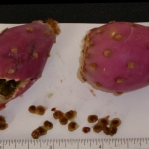 Opuntia curvospina, fruit and seeds, Nancy Hussey