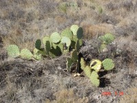 Opuntia cyclodes, Conchas Lake, NM