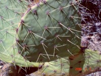 Opuntia cyclodes-like, Villanueva, NM