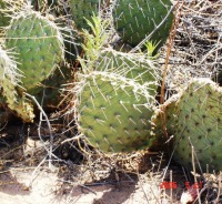 Opuntia cymochila, garden plant