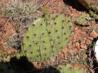 Opuntia cymochila, Clinton OK