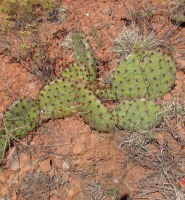 Opuntia cymochila, Clinton OK