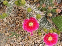 Opuntia cymochila, Rio Grande Botanical Garden, Albuquerque, NM