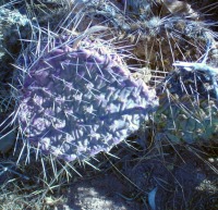 Opuntia cymochila, winter