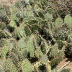 Opuntia cymochila, Albuquerque, NM area