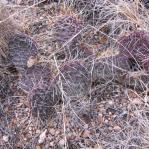 Opuntia cymochila, winter, Pueblo, CO