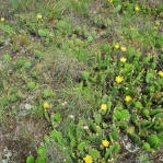 Opuntia cymochila (L) with O. humifusa (R), Georgia (Caucasus), Levan Kalatozishvili