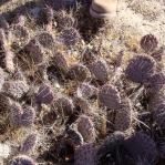 Opuntia cymochila, river bottom, winter, Albuquerque, NM