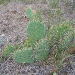 Opuntia cymochila, Abileen, TX