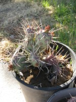 Opuntia debreczyi