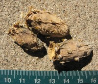 Opuntia debreczyi