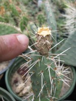Opuntia debreczyi