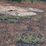 Opuntia debreczyi, Mule Canyon Ruins, UT