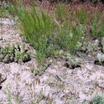 Opuntia debreczyi (left), O. polyacantha schweriniana (right), Meeker, CO
