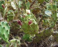 Opuntia dillenii, H Freese