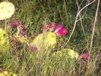 Opuntia dillenii