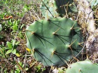 Opuntia dillenii, Florida