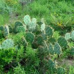 Opuntia dillenii, beautiful plant, La Pesca, Central Coast of Tamaulipas, Mexico, Lex Garcia