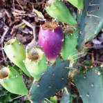 Opuntia dillenii and fruit, Lignumvitae Key