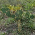 Opuntia dillenii, beautiful plant, La Pesca, Central Coast of Tamaulipas, Lex Garcia