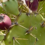 Opuntia dillenii fruit, Wikimedia