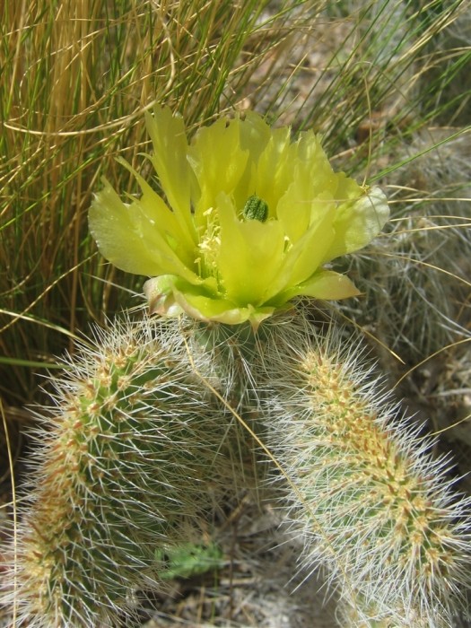 Opuntia trichophora, Tierra Grande, NM