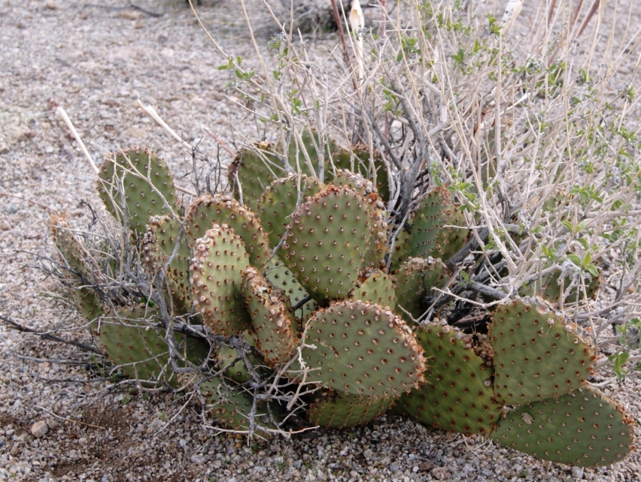 Opuntia diploursina x basilaris, near Meadview, AZ