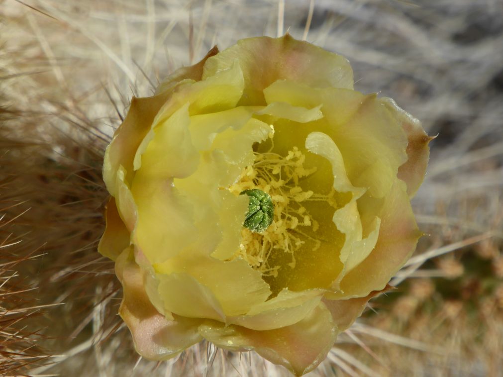 Opuntia diploursina, northwestern AZ, Nancy Hussey