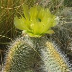 Opuntia trichophora, Tierra Grande, NM
