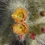 Opuntia diploursina, flower, Nancy Hussey