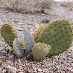 Opuntia diploursina x basilaris, near Meadview, AZ (two plants are present, the bluish one is O. basilaris)