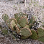 Opuntia diploursina x basilaris, near Meadview, AZ