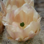 Opuntia diploursina flower, very pale with some pink, Nancy Hussey