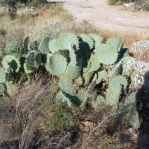 Opuntia discata, Tanque Verde Rd, Tucson, AZ