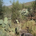 Opuntia discata, Tanque Verde Rd, Tucson, AZ