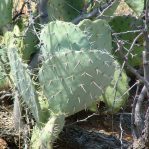 Opuntia discata, Aguirre Springs campground, NM