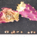 Opuntia discata, seeds and fruit, Nancy Hussey
