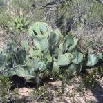 Opuntia discata, Tucson, AZ