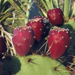 Opuntia discata, fruit, Rodeo, NM