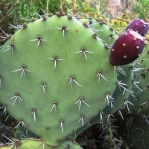 Opuntia discata at type locality