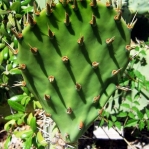 Opuntia discata at type locality, foothills of the Santa Rita, Mts, AZ