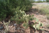 Opuntia dulcis, Tuscon area