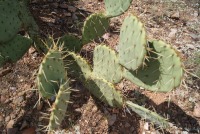 Opuntia dulcis, Tuscon area
