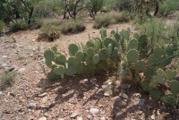 Opuntia dulcis, Tuscon area