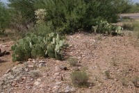 Opuntia dulcis, Tuscon area