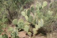 Opuntia dulcis, Tuscon area