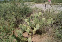 Opuntia dulcis, Tuscon area