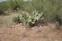 Opuntia dulcis, Tuscon area