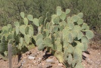 Opuntia dulcis, Tuscon area